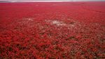 Foto: Pantai Semerah Darah yang Sungguh Ada
