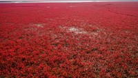 Namun ternyata yang merah bukanlah air lautnya, tapi padang rumput di atas pasir pantai.  (Getty Images/iStockphoto)