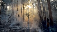 Berdasarkan data BMKG Stasiun Pekanbaru jumlah titik panas yang jadi indikasi kebakaran hutan dan lahan (Karhutla) di Riau meningkat menjadi 34 titik pada 3 Maret pukul 16.00 WIB, dari sehari sebelumnya hanya 16 titik. ANTARA FOTO/FB Anggoro.