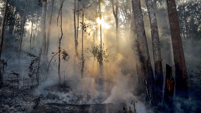 Kebakaran hutan terjadi di sejumlah titik di Pulau Sumatera. Berdasarkan data BMKG pada Rabu (3/3/2021) jumlah titik panas di Riau sebanyak 34 titik.
