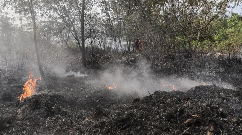 Kebakaran hutan terjadi di sejumlah titik di Pulau Sumatera. Berdasarkan data BMKG pada Rabu (3/3/2021) jumlah titik panas di Riau sebanyak 34 titik.