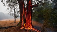 Sebatang pohon terbakar akibat kebakaran hutan di Australia yang makin meluas. Getty Images/Brett Hemmings
