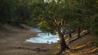 Pria berjalan di sepanjang sungai Darling Barka, Australia, saat kekeringan melanda sungai tersebut. Getty Images/Jenny Evans
