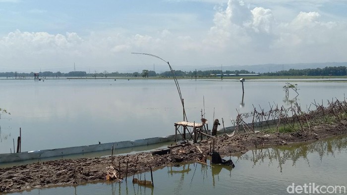 Areal persawahan warga di Kudus yang masih terendam banjir, 5/3/2021