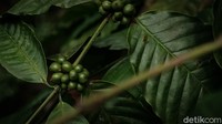 Selain bambu, tanaman seperti kopi juga ditanami di hutan kota ini. Cocok tanam dilakukan secara organik. (Foto: Andhika Prasetia/detikcom)