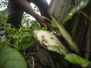 Sering Dianggap Sampah, Bonggol Pisang Bisa Datangkan Cuan