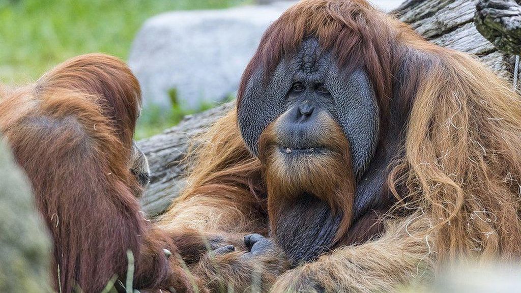 Vaksin Corona Eksperimen Diberikan pada Orangutan di San Diego