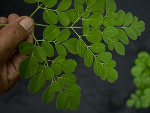 Bukan Mistis! Ini 16 Manfaat Daun Kelor untuk Kesehatan & Cara Memasaknya