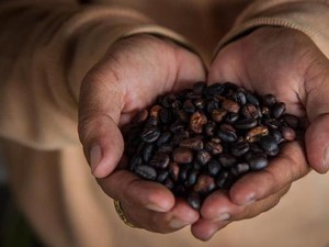 Tiga Varian Kopi Indonesia Ramaikan Pasar Kopi Jerman