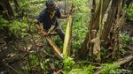 Gurihnya Bisnis Keripik Bonggol Pisang