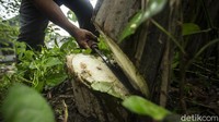 Pohon pisang yang biasanya hanya menjadi limbah ternyata dapat diolah menjadi makanan, hal itu telah dilakukan oleh Kelompok Wanita Tani Al-Barik sejak tahun 2007.