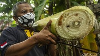 Warga Bambanglipuro, Bantul, mencari bahan baku keripik yaitu bonggol pisang.