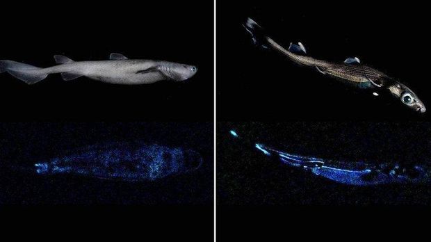 Hiu Glow In The Dark