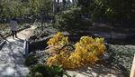 Indahnya Taman Ala Jepang di Sudut California