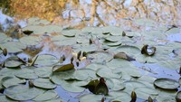 Taman ini dibangun oleh Ganna Walska, penyanyi opera Polandia yang eksentrik dan pencari spiritual. Taman ini dibuka untuk umum pada tahun 1993.  