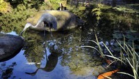 Lotusland berlokasi di Japanese Garden, yang dibuka pada Juni 2019 setelah renovasi 11 tahun senilai USD$6 juta.  