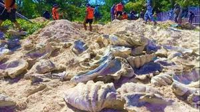 Kerang raksasa