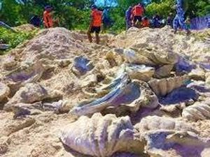 Kerang Raksasa Seharga Rp 47 Miliar Ditemukan di Filipina