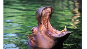 Fans Chelsea pun tertawa lebar. Foto: Twitter