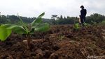 Menengok Kebun Pisang Cavendish Garapan BUMDes di Boyolali