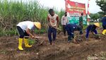 Menengok Kebun Pisang Cavendish Garapan BUMDes di Boyolali