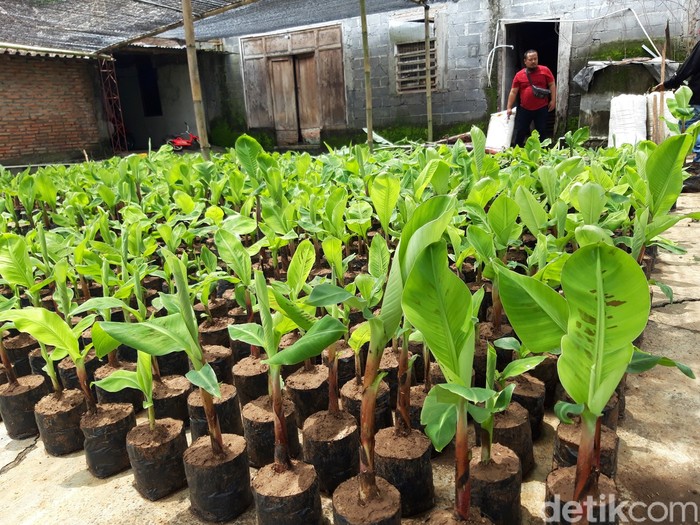 Pemerintah Desa (Pemdes) Cermo, Boyolali, membuat terobosan. Melalui Badan Usaha Milik Desa (BUMDes), mengembangkan perkebunan pisang cavendish.