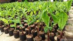 Menengok Kebun Pisang Cavendish Garapan BUMDes di Boyolali
