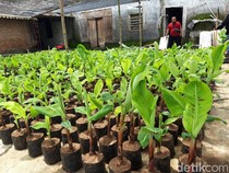 Kenapa Pohon Pisang Harus Ditebang Setelah Berbuah? Ini Alasannya