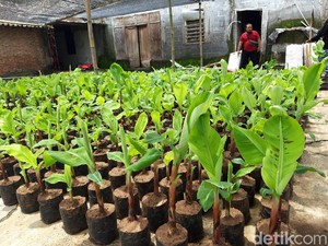 Kenapa Pohon Pisang Harus Ditebang Setelah Berbuah? Ini Alasannya