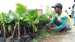 Menengok Kebun Pisang Cavendish Garapan BUMDes di Boyolali