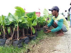 BUMDes dan Peluang Bisnis Aset Tipis