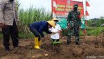 Menengok Kebun Pisang Cavendish Garapan BUMDes di Boyolali