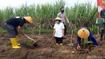 Menengok Kebun Pisang Cavendish Garapan BUMDes di Boyolali