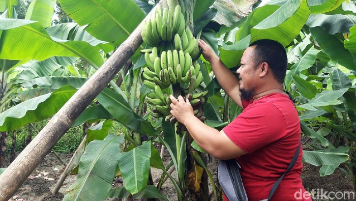 Menengok Kebun Pisang Cavendish Garapan BUMDes di Boyolali Pemerintah Desa (Pemdes) Cermo, Boyolali, membuat terobosan. Melalui Badan Usaha Milik Desa (BUMDes), mengembangkan perkebunan pisang cavendish.