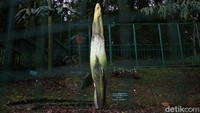 Salah satu jenis Bunga bangkai (Amorphophallus titanum Bccc) yang tumbuh di sekitar kawasan Taman Cibodas, Jawa Barat.  