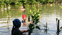 Tidak hanya jenis fauna perlu dijaga, keberadaan flora atau vegetasi penting juga untuk dijaga karena memberikan manfaat banyak bagi makhluk hidup lainnya seperti keberadaan hutan mangrove yang hidup di sepanjang pesisir pantai.  