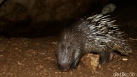 Di hari Satwa Liar Dunia atau World Wildlife Day yang jatuh pada 3 Maret lalu merupakan bentuk kampanye di mana manusia harus bisa hidup berdampingan dengan makhluk hidup lainnya dengan tidak memburu dan memperjualbelikan flora dan fauna secara ilegal.  