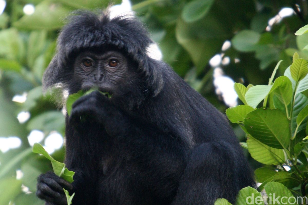 Peta Persebaran Flora dan Fauna di Indonesia & Faktor yang Mempengaruhinya Peta Persebaran Flora dan Fauna di Indonesia & Faktor yang Mempengaruhinya