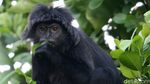 Mengenal Lebih Dekat 10 Flora-Fauna Indonesia