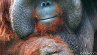 Orangutan Kalimantan (Pongo pygmaeus) salah satu jenis orangutan dari tiga spesies yang ada di Indonesia selain Orangutan Sumatera dan juga Orangutan Tapanuli yang beberapa tahun kebelakang baru diketemukan.  