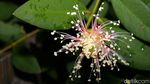 Mengenal Lebih Dekat 10 Flora-Fauna Indonesia