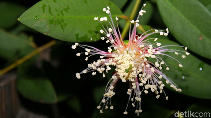 Keberadaan flora dan fauna di manapun berada memberi dampak positif bagi kehidupan manusia, karenanya harus dijaga dan dilestarikan demi anak dan cucu dikelak hari nanti