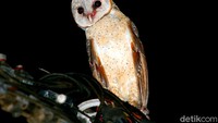 Burung hantu jenis Serak jawa (Tyto alba) salah satu jenis burung yang hidup dimalam hari (nokturnal) masih dapat dijumpai dsekitar kawasan Depok, Jawa Barat.  