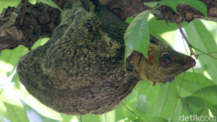 Mengenal Lebih Dekat 10 Flora-Fauna Indonesia Mengenal Lebih Dekat 10 Flora-Fauna Indonesia