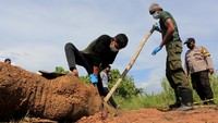 Gajah Sumatera jantan yang berusia sekitar 10 tahun tersebut ditemukan mati pada Kamis (4/3).