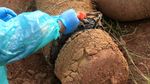 Melihat Proses Nekropsi Gajah Sumatera di Aceh