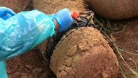 Gajah tersebut mati diduga akibat infeksi berat pada luka yang terkena jerat (seling) pada bagian kaki. 