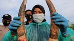Melihat Proses Nekropsi Gajah Sumatera di Aceh