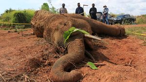 Melihat Proses Nekropsi Gajah Sumatera di Aceh