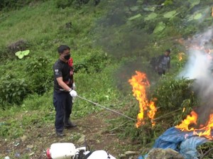 Polres Jakbar Temukan Ladang Milik Bandar 115 Kg Ganja di Madina Sumut